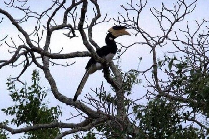 Yala National Park Half-Day Safari From Bentota  - Kalutara - Traveler Support Resources