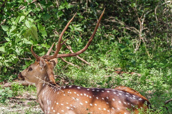 Yala National Park Private Safari - Common questions