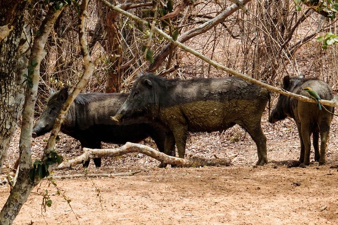 Yala National Park Private Safari - Meeting and Pickup Information