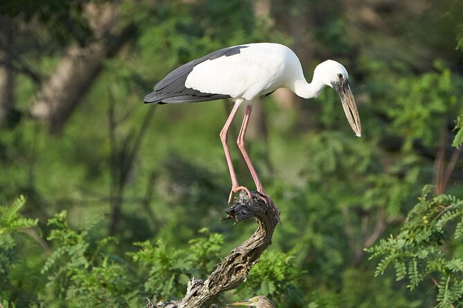 Yala National Park Private Safari Tour - Expert Local Guides