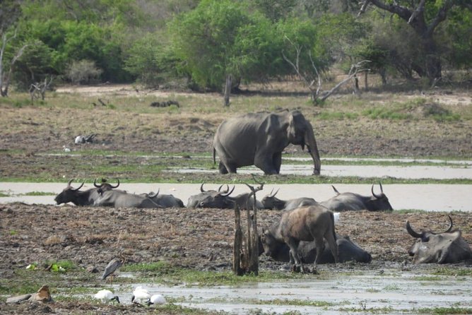Yala National Park Private Safari - Reviews and Support