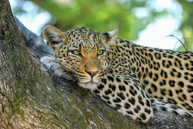 Yala National Park Safari From Weligama - Contact Details and Booking Assistance