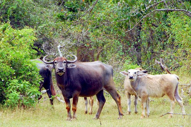 Yala Safari Day Trip From Bentota/ Kalutara/ Ahungalla/ Hikkaduwa - Reviews and Additional Information