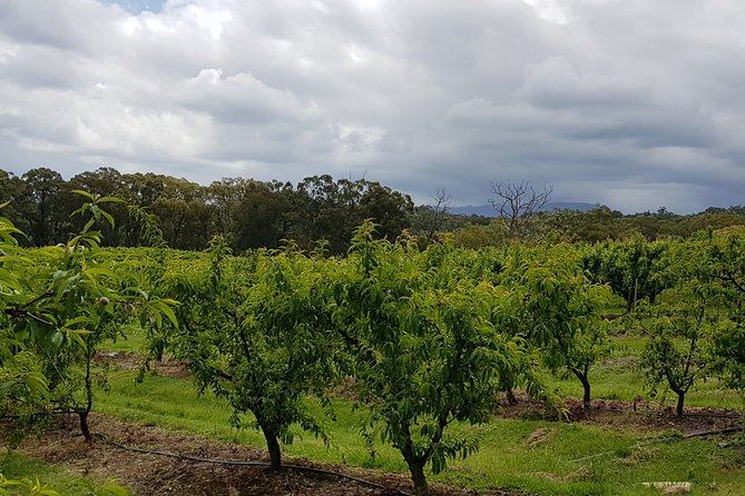 Yarra Valley Wineries and Rayners Orchard Tour From Melbourne - Experience Highlights