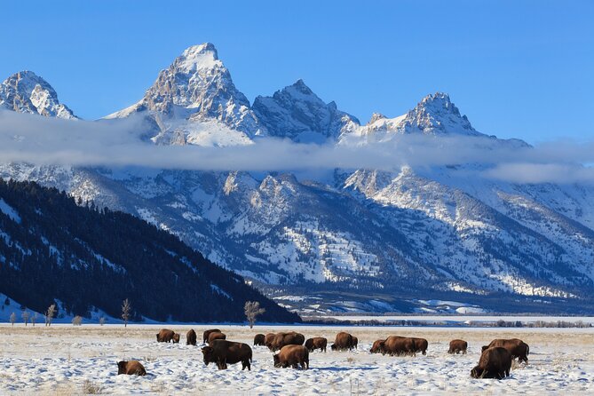 Yellowstone Snowshoe Adventure - Private Tour From Jackson Hole - Reviews, Pricing, and Additional Information