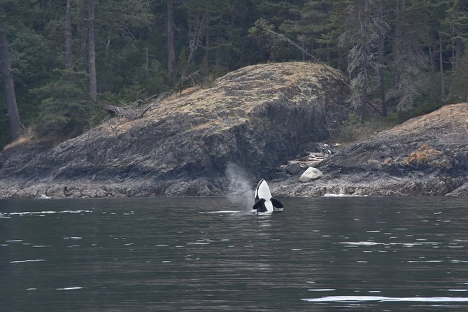 Zodiac Whale Watching Adventure From Victoria - Pricing, Availability, and Booking Information