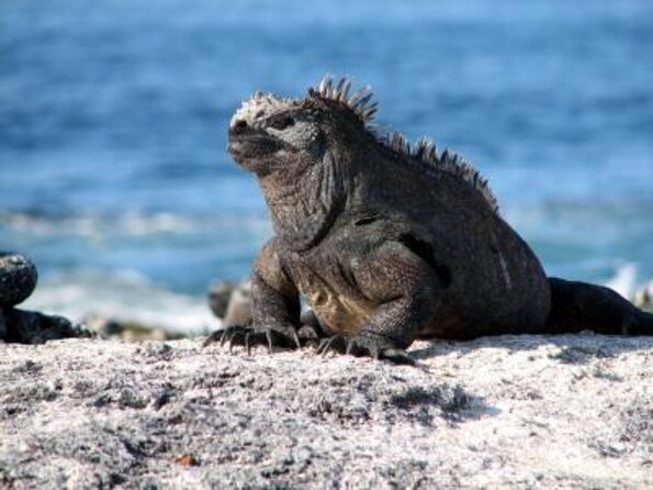 5-Day Galapagos Islands Cruise: Itinerary a (West) Aboard the Monserrat Yacht - Key Points