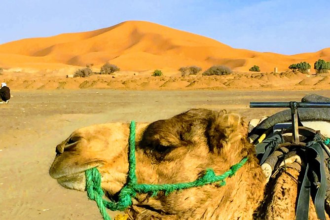 5 Days Tours From Tangier to Chefchaouen, Fez, Merzouga Desert and Marrakech - Key Points