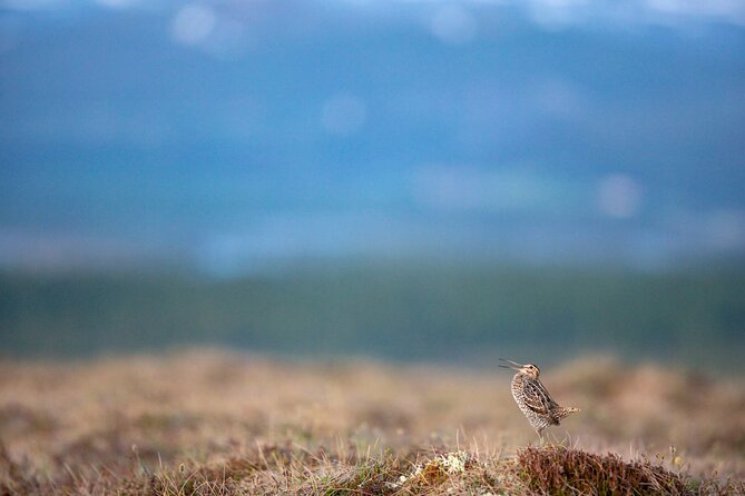 5-Hour Sweden Private Guided Evening Hike Spotting the Lek: the Great Snipe - Key Points