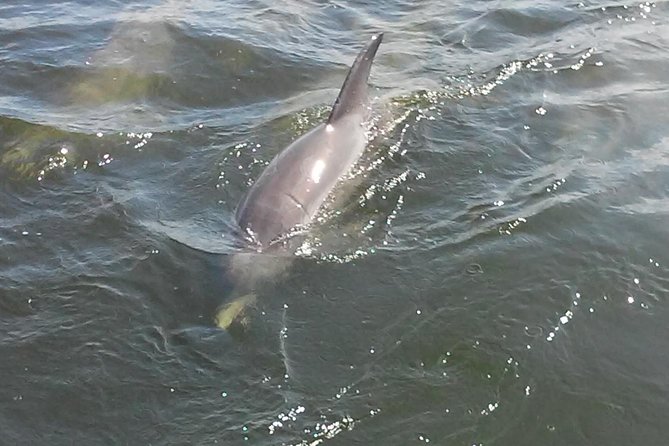 1.5-Hour Dolphin Sightseeing Cruise From Tampa - Departure Options