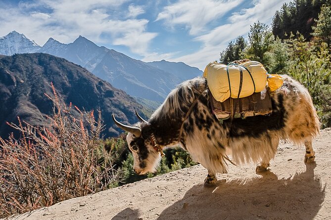 13-Day Private Trekking Experience in Everest Base Camp - Traveler Reviews and Ratings