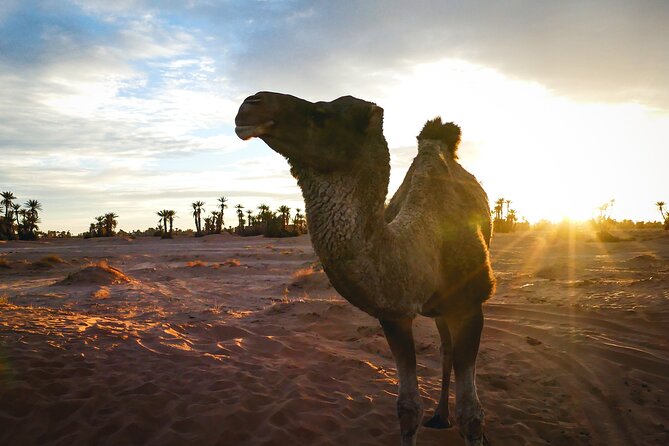 2 Day Desert Tour From Mhamid - Common questions