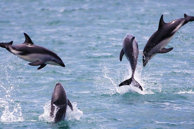 2 Day Kaikoura Whale and Dolphin Tour From Christchurch - Common questions