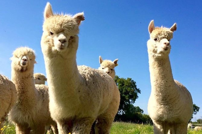 2-Hour Alpaca Farm Experience in Kenilworth - Logistics and Participant Information