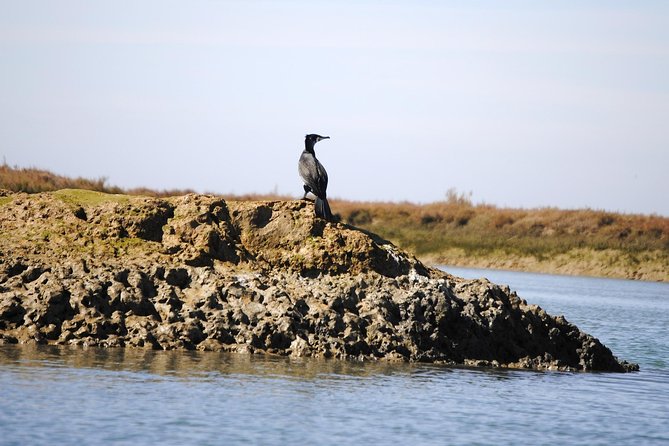 2-Hour Bird Watching Guided Boat Trip in Ria Formosa From Faro Algarve - Common questions