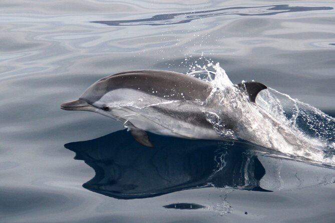 2-Hour Dolphin Watching Experience in Fuerteventura - Traveler Photos and Reviews