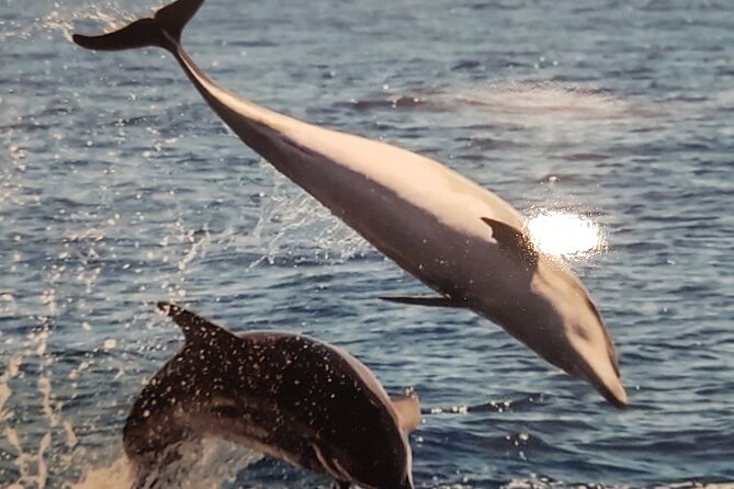 2 Hour Trip to See Whales Dolphins Puerto Colon Adeje - Overall Rating and Review Breakdown