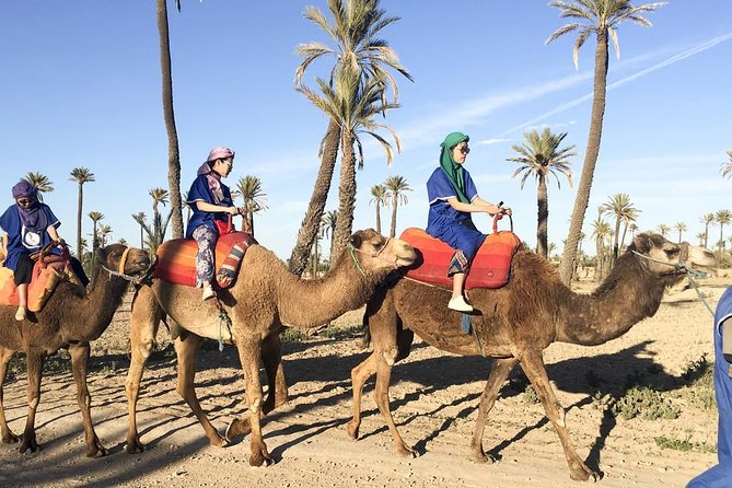 2 Hours Camel Ride in The Famous Marrakech Palm Groves and Berber Villages - Company Background