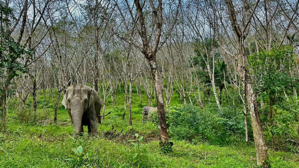 2 Hours-Early Bird Guide Tour in Khao Lak Elephant Sanctuary - Additional Information