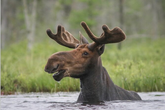 3 Day Moose Viewing Safari With Camping - Safety and Booking Information