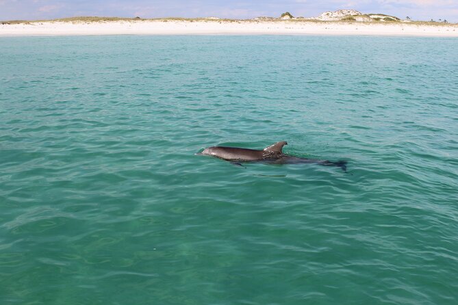 3 Hour Dolphin Tour and Snorkeling in Shell Island - Last Words
