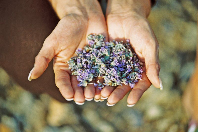 3-Hour Lavender Tour From Hvar - Customer Reviews and Feedback