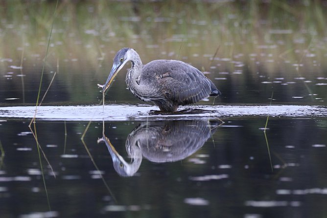 3 Hour VIP Electric Canoe Photography Tour (Private, Price Is for 2 People) - Last Words