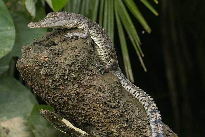 3B Daintree Rainforest, Mossman Gorge, Crocodile Wildlife Cruise - Pricing and Legal Information