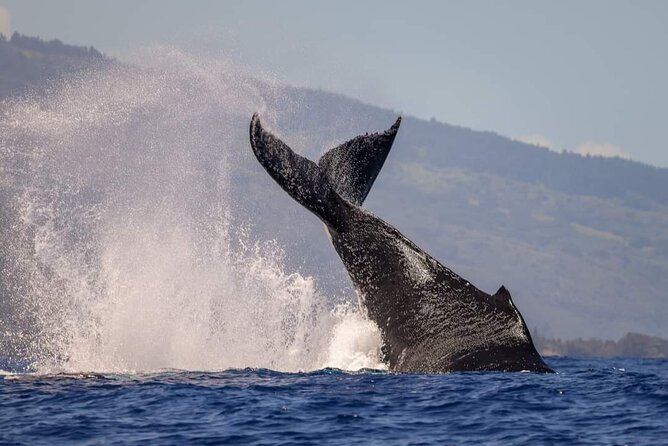4 Hours of Humpback Whale Watching in Tahiti - Tips for Capturing Memorable Moments