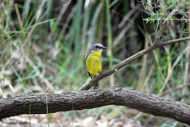 4Hrs at Wolgan Valley Birdwatching Experience - Directions to Meeting Point