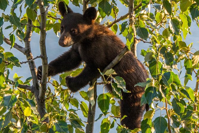 5.5-Hour Jasper Wildlife and Waterfalls Tour With Maligne Lake Cruise From Jasper - Common questions