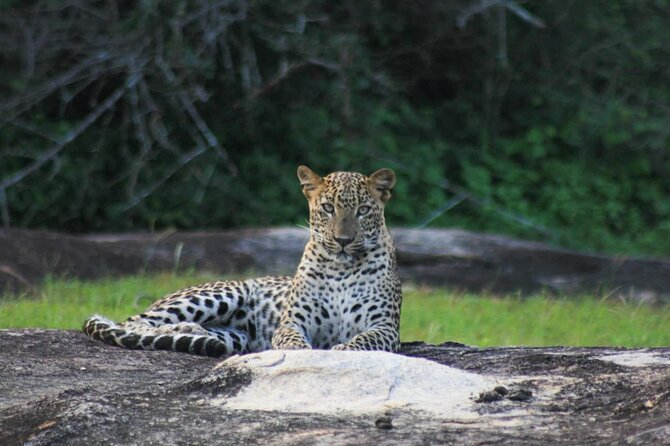 7-Hour Safari Tour Yala National Park - 4.30 Am To11.30 Am - Cancellation Policy and Weather Considerations