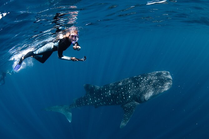 7 Hours Off Peak Whale Shark and Ningaloo Reef Tour in Exmouth - Booking Information