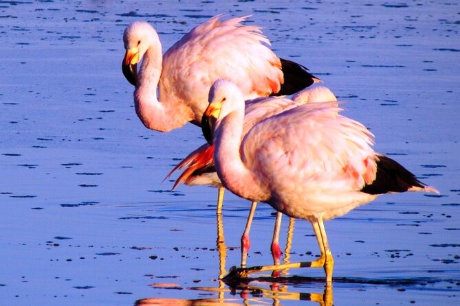 8-Hours Tour in Arequipa Laguna De Salinas With Pick-Up - Common questions