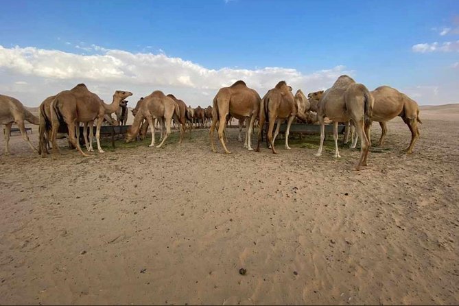 Abu Dhabi Desert Safari With BBQ Dinner,Sandboarding & Camel Ride - Booking Process