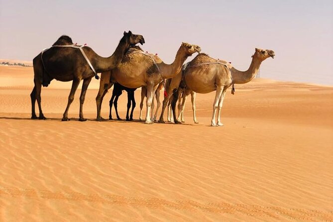 Abu Dhabi: Evening Desert Safari With Camel Ride, BBQ & Live Show - Directions