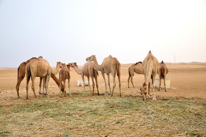 Abu Dhabi Morning Safari - Common questions