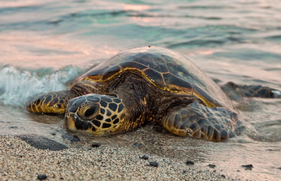 .Acapulco: 6-Hour Coyuca Lagoon Tour - Scenic Boat Tour and Local Restaurant Buffet