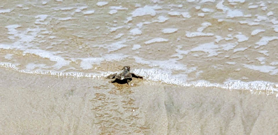 Acapulco: Baby Sea Turtle Release Experience With Pickup - Last Words