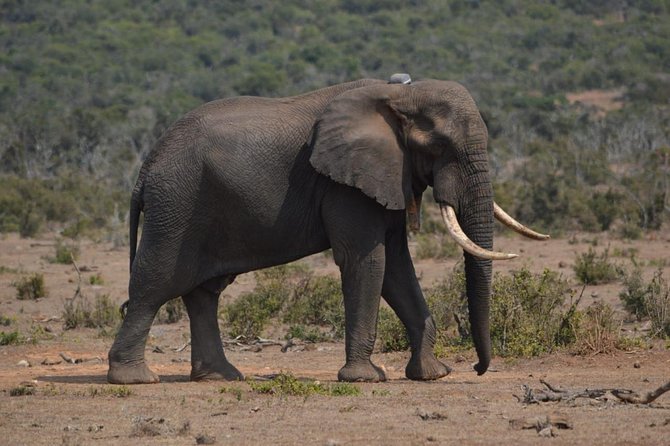 Addo Elephant National Park Private Game Drive Experience  - Port Elizabeth - Booking Information