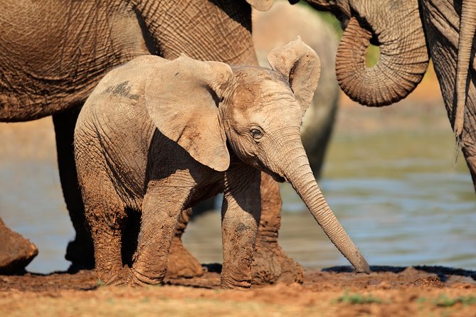 Addo Elephant Park Safari & Shore Excursion From Port Elizabeth - Common questions