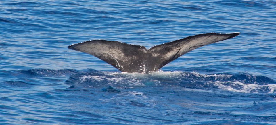 Agadir Boat Trip Fishing & Swimming Adventure - Booking Information