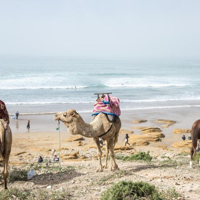 Agadir Camel Ride Flamingo River & Couscous With BBQ Dinner - Booking Details and Payment Options