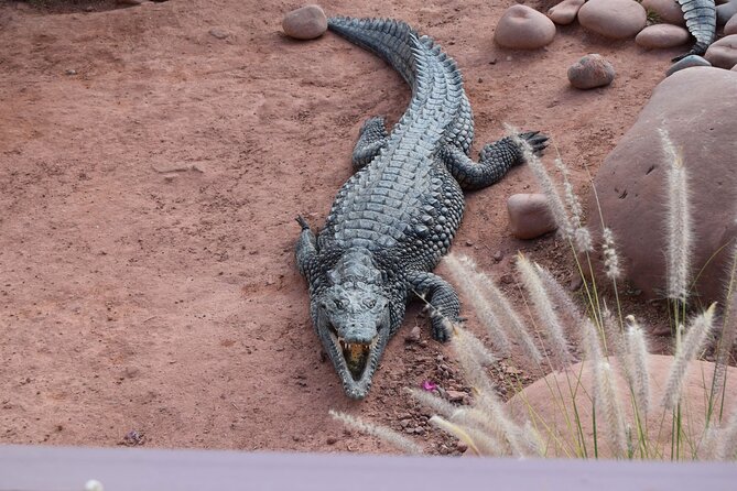 Agadir Crocodile Park Adventure - Common questions