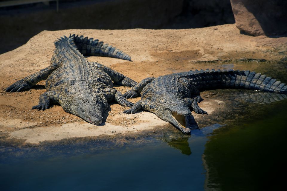 Agadir Crocoparc: Ticket and Transfer - Last Words