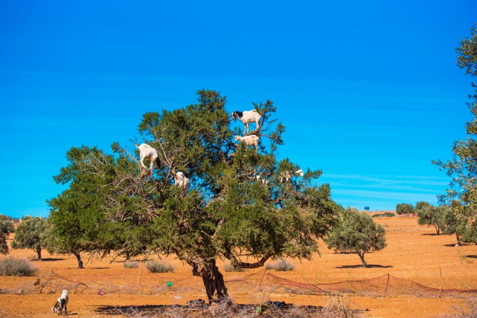 Agadir: Goat on Trees & Crocodile Park Including Hotelpickup - Directions