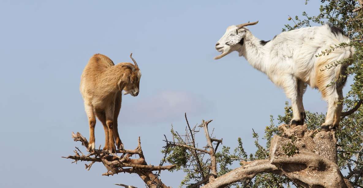 Agadir: Goat on Trees & Crocopark Including Hotel Pickup - Experience