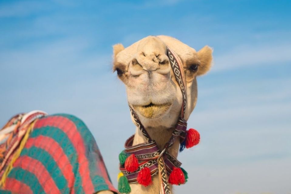 Agadir or Taghazout: Camel Ride Experience - Additional Information on the Experience