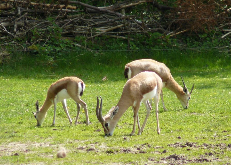 Agadir: Souss National Park Wildlife Half-Day Tour - Visitor Experiences