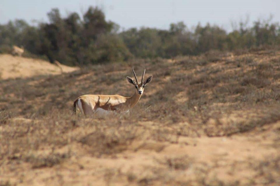 Agadir: Visit National Park & Sahara Desert Including Lunch - Cultural Experiences